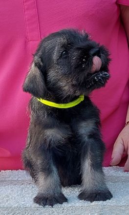 Standardschnauzerwelpen