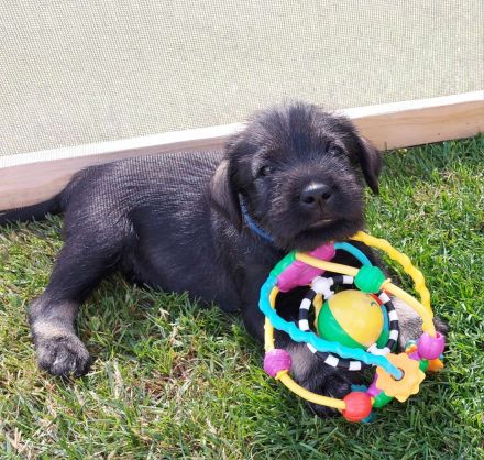 Standardschnauzerwelpen