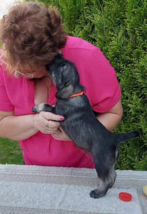 Standardschnauzerwelpen