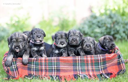 Mittelschnauzer-Welpen in Pfeffer und Salz