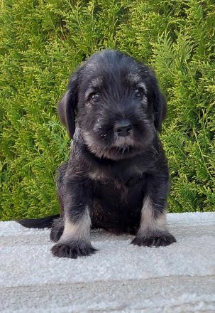 Standardschnauzerwelpen