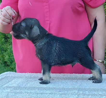 Standardschnauzerwelpen