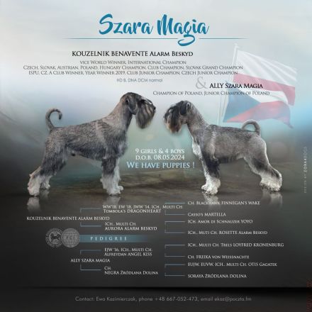 Standardschnauzerwelpen