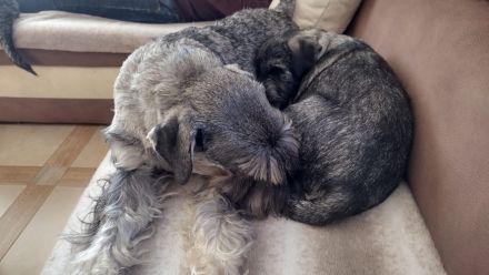 Standardschnauzerwelpen