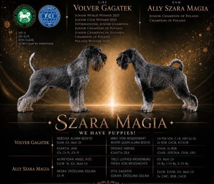 Mittelschnauzer-Welpen in Pfeffer und Salz