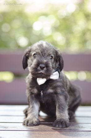 Mittelschnauzer-Welpen in Pfeffer und Salz