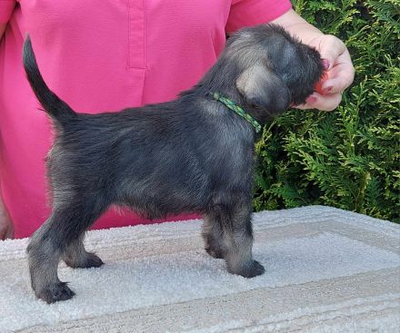 Standardschnauzerwelpen