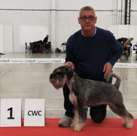 Mittelschnauzer-Welpen in Pfeffer und Salz