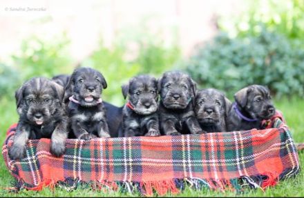 Standardschnauzerwelpen