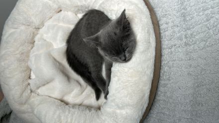 BKH Kitte zu verkaufen!