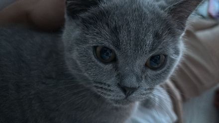 BKH Kitte zu verkaufen!