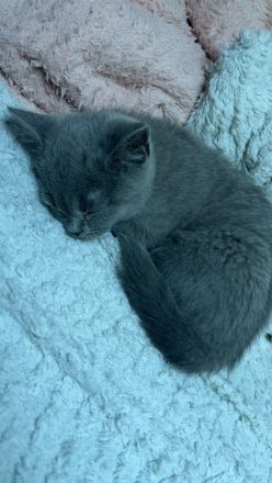 BKH Kitte zu verkaufen!