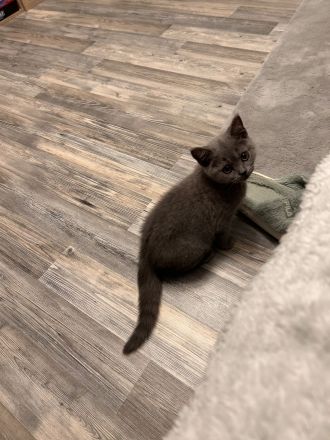 BKH Kitte zu verkaufen!