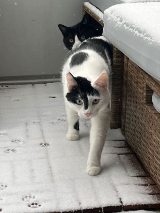 Zwei Kater suchen ein liebevolles Zuhause