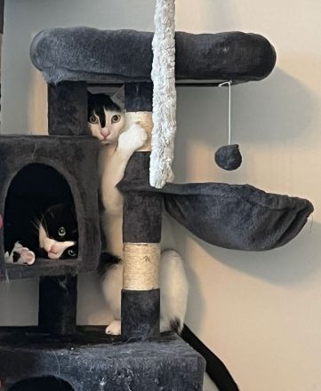 Zwei Kater suchen ein liebevolles Zuhause