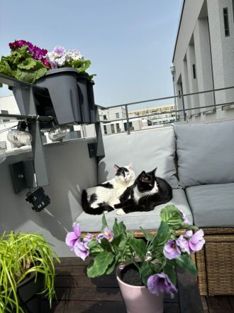 Zwei Kater suchen ein liebevolles Zuhause