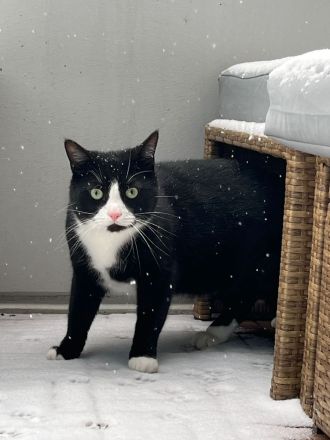 Zwei Kater suchen ein liebevolles Zuhause