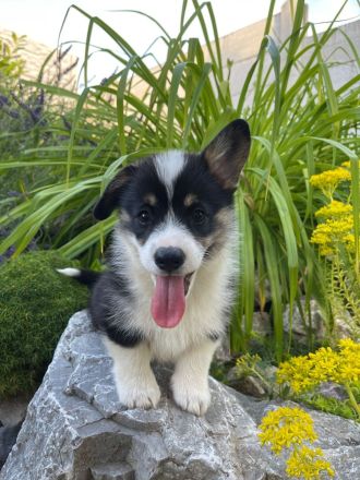 Welsh Corgi Pembroke