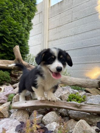 Welsh Corgi Pembroke