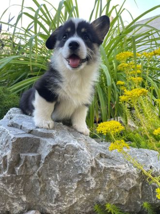 Welsh Corgi Pembroke
