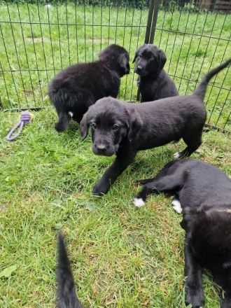 Labrador Bordercollie Welpen
