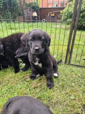 Labrador Bordercollie Welpen