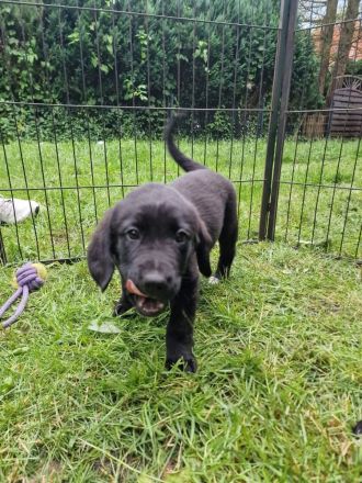 Labrador Bordercollie Welpen