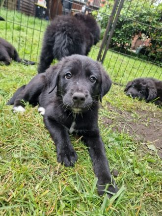Labrador Bordercollie Welpen