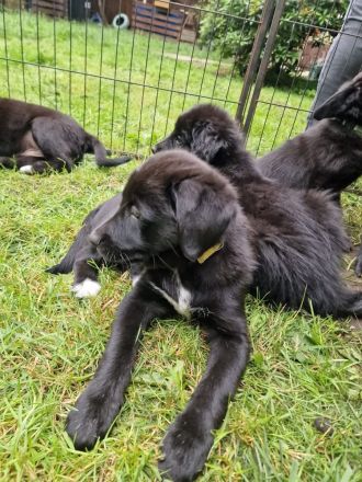 Labrador Bordercollie Welpen