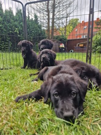 Labrador Bordercollie Welpen