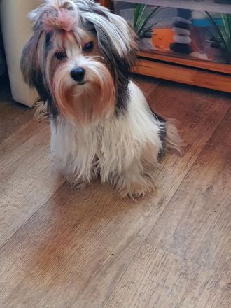 Biewer Yorkshire Deckrüde