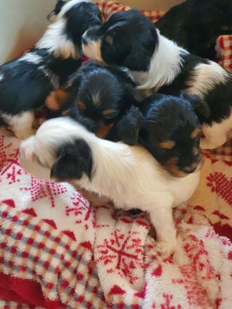 Biewer Yorkshire Deckrüde