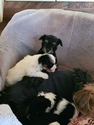 Biewer Yorkshire Deckrüde