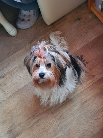 Biewer Yorkshire Deckrüde