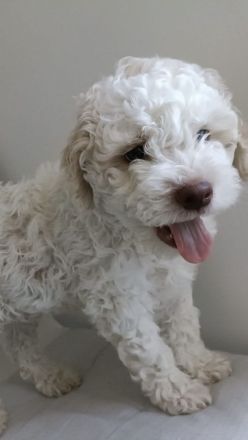Reinrassige Lagotto Romagnolo Welpen zu verkaufen