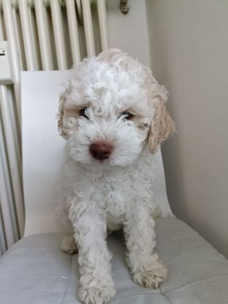 Reinrassige Lagotto Romagnolo Welpen zu verkaufen