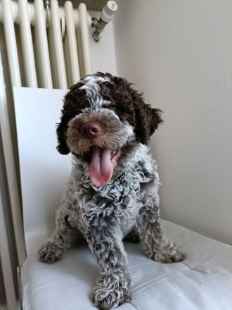Reinrassige Lagotto Romagnolo Welpen zu verkaufen