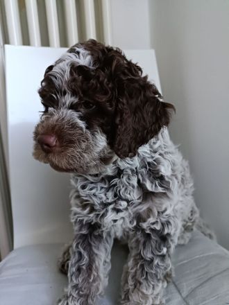 Reinrassige Lagotto Romagnolo Welpen zu verkaufen