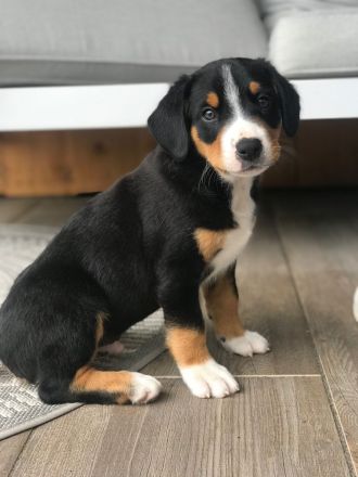 Entlebucher Sennenhund mit Ahnenpass
