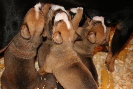Entlebucher Sennenhund mit Ahnenpass