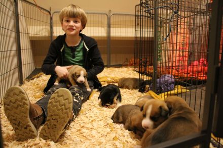 Entlebucher Sennenhund mit Ahnenpass