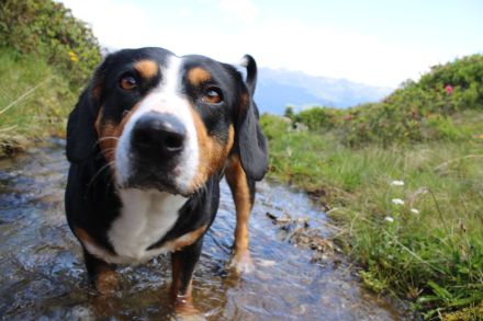 Entlebucher Sennenhund mit Ahnenpass