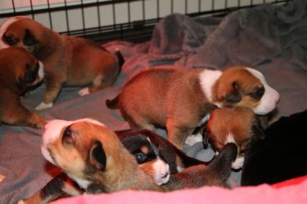 Entlebucher Sennenhund mit Ahnenpass