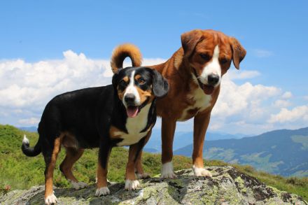 Entlebucher Sennenhund mit Ahnenpass