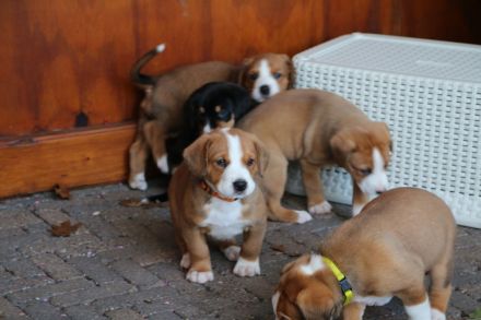 Entlebucher Sennenhund mit Ahnenpass
