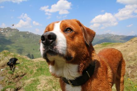 Entlebucher Sennenhund mit Ahnenpass