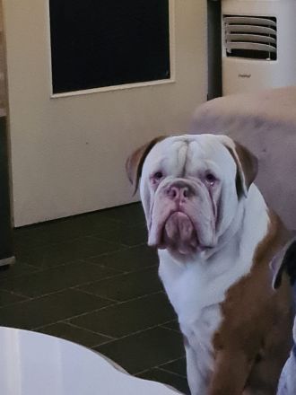 Old english bulldoge mit Papieren