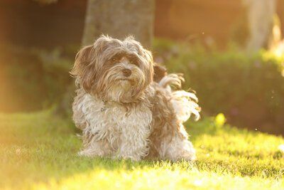 Havaneser Welpen mit Papieren
