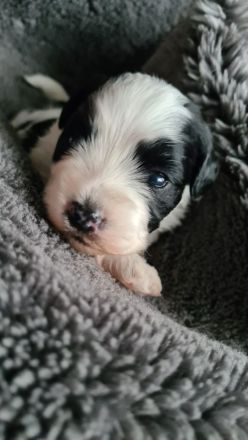 Havaneser Welpen mit Papieren