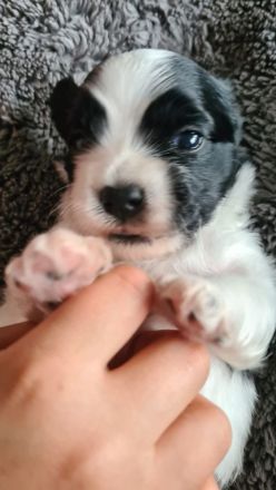 Havaneser Welpen mit Papieren